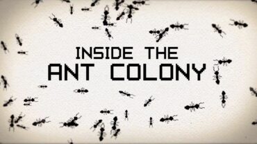 Ant Colony